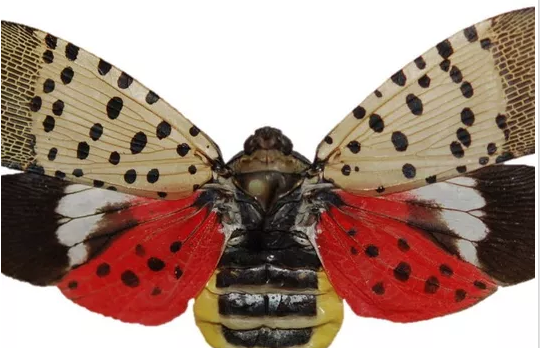 SCD’s Resource Guide for Battling the Spotted Lanternfly
