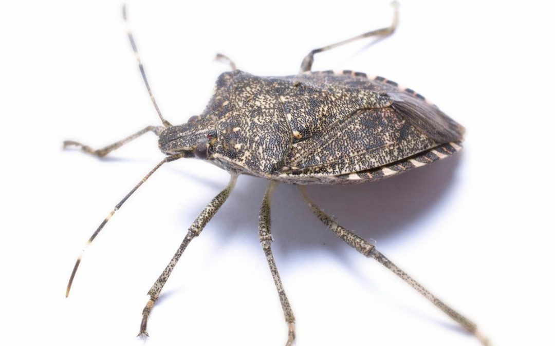 SCD’s Guide to Home Stink Bug Control